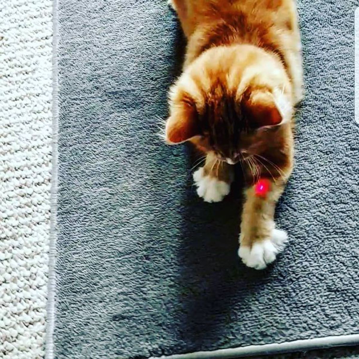 A ginger maine coon kitten on a carpet looking for a laser dot.