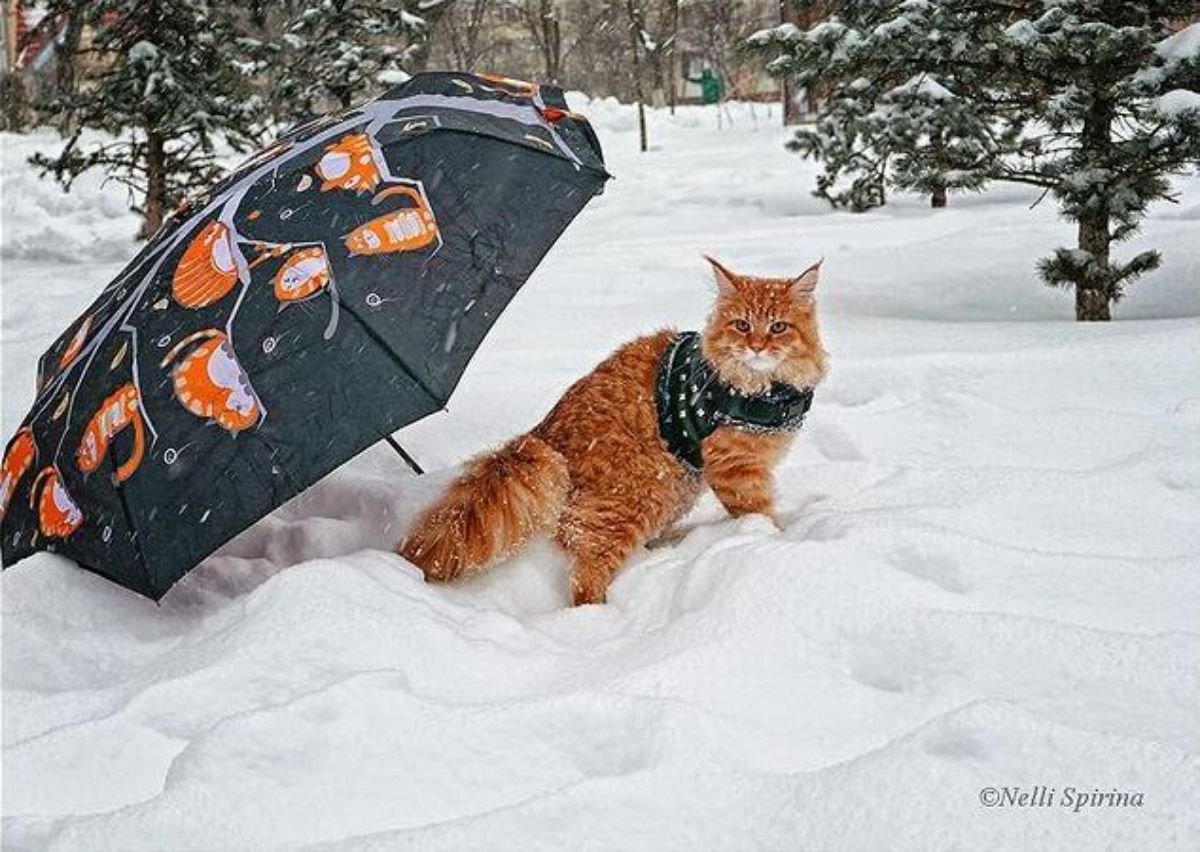 A ginger maine coon with a harness standing in the snow next to an umbrella.