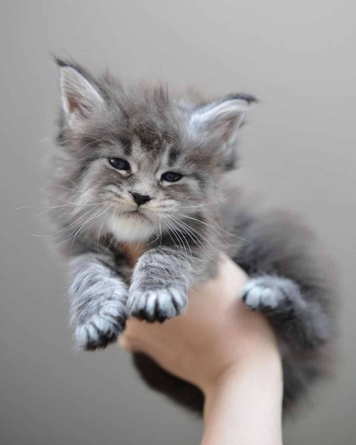 A hand holding a fuzzy gray maine coon with a funny face.