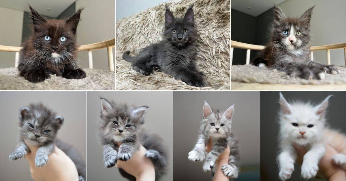 17 Photos of Heart-Melting Maine Coon Newborn Kitties (So Tiny!) facebook image.