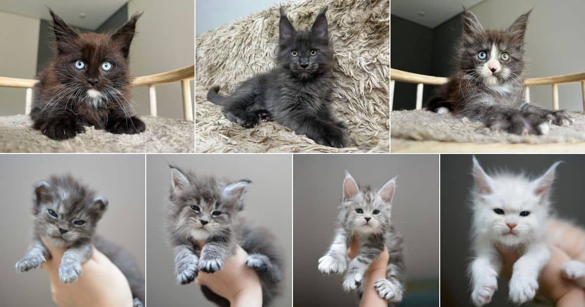 NS. Presenting 20 enchanting pictures of Maine Coon kittens that