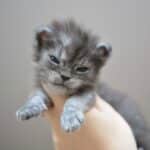 A hand holding a newborn gray maine coon with a funny face.