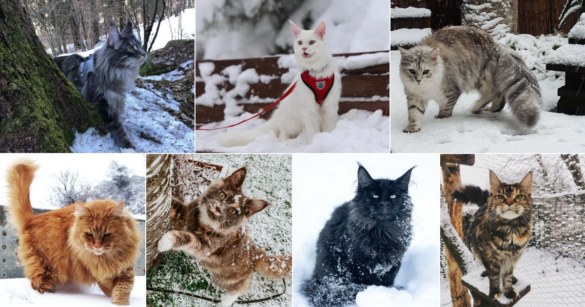 17 Photos of Maine Coons Who Love Snow (Cuteness Alert) facebook image.