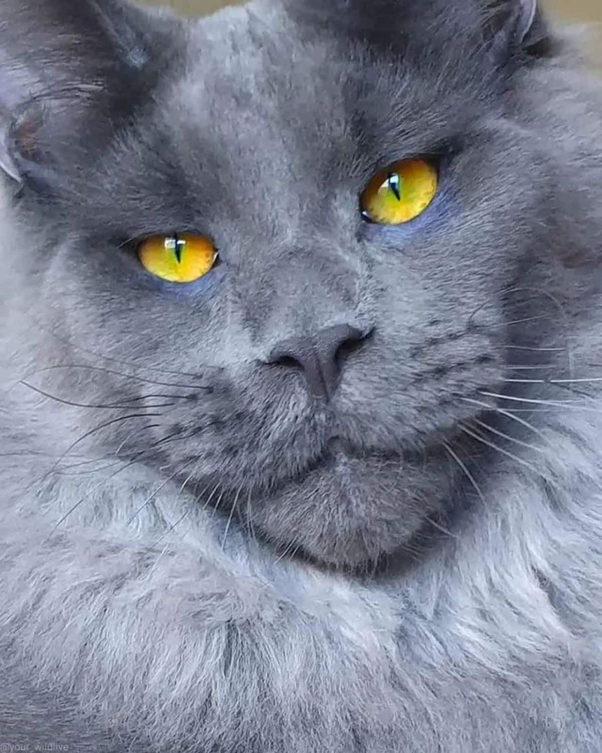 A portrait of a silver maine coon with golden eyes.