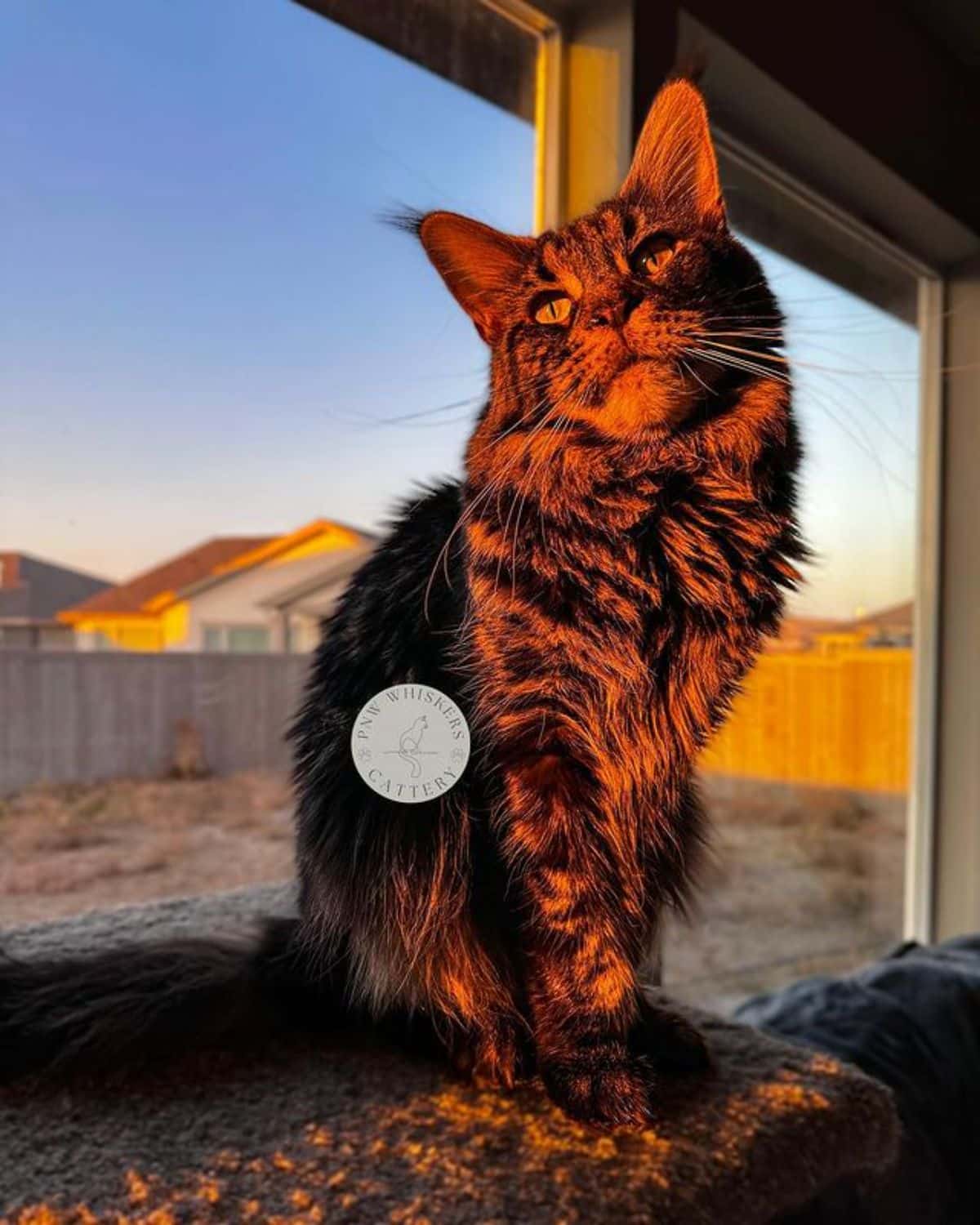 A tabby maine coon sitting on a concrete slab during the sunset.