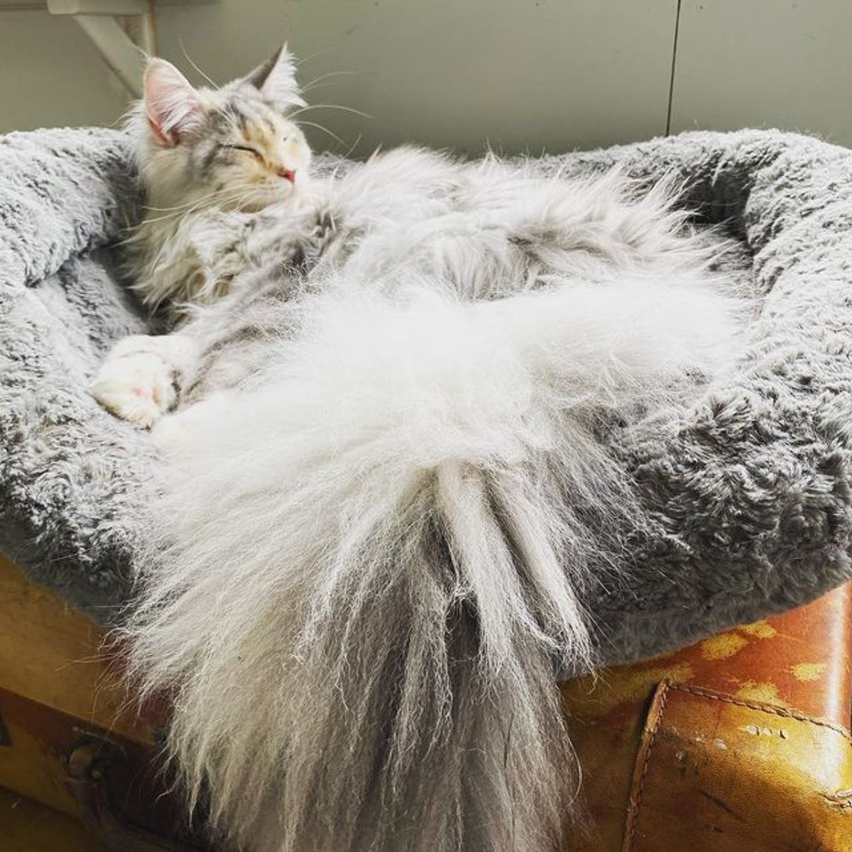 A fluffy gray maine coon lying in a cat bed.