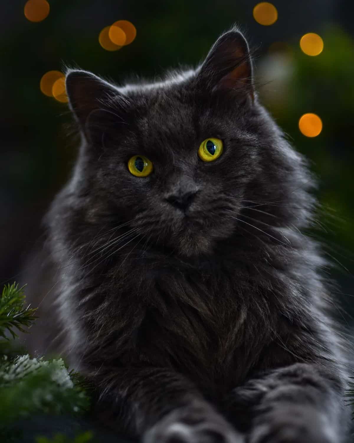 A close-up of a beautiful black maine coon with yellow eyes.