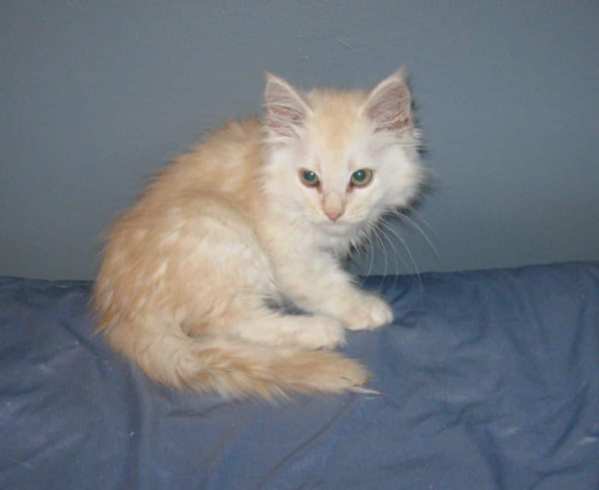 A creamy fluffy maine coon lying on a blue blanket.