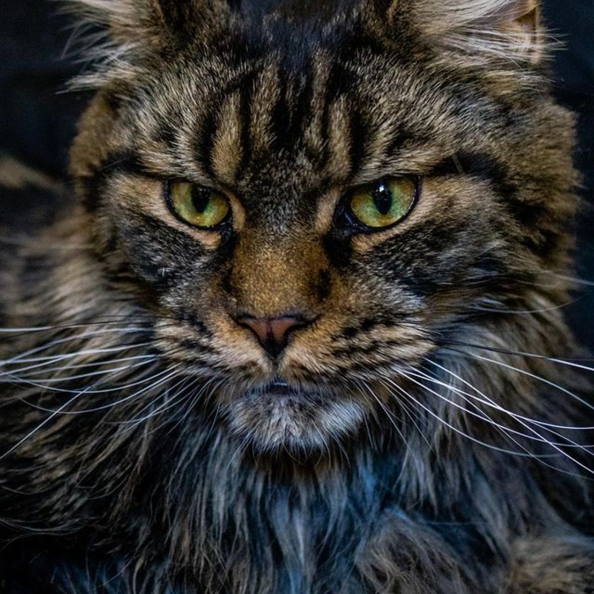 A close-up of a brown maine coon with green eyes.