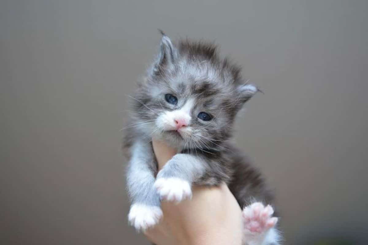 A hand holding a cute fluffy maine coon kitten in the air.