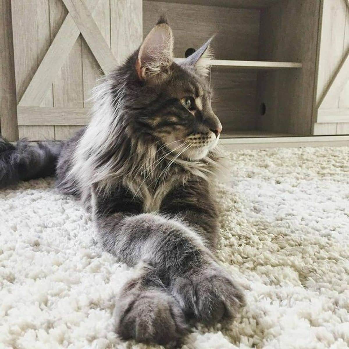 A fluffy gray maine coon lying on a white carpet.