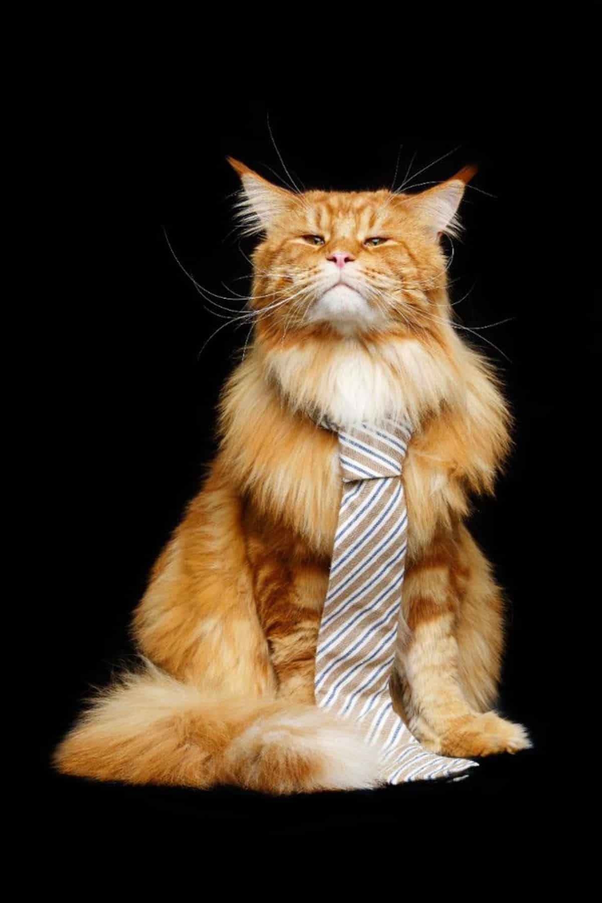 A fluffy ginger maine coon with a tie on a black background.