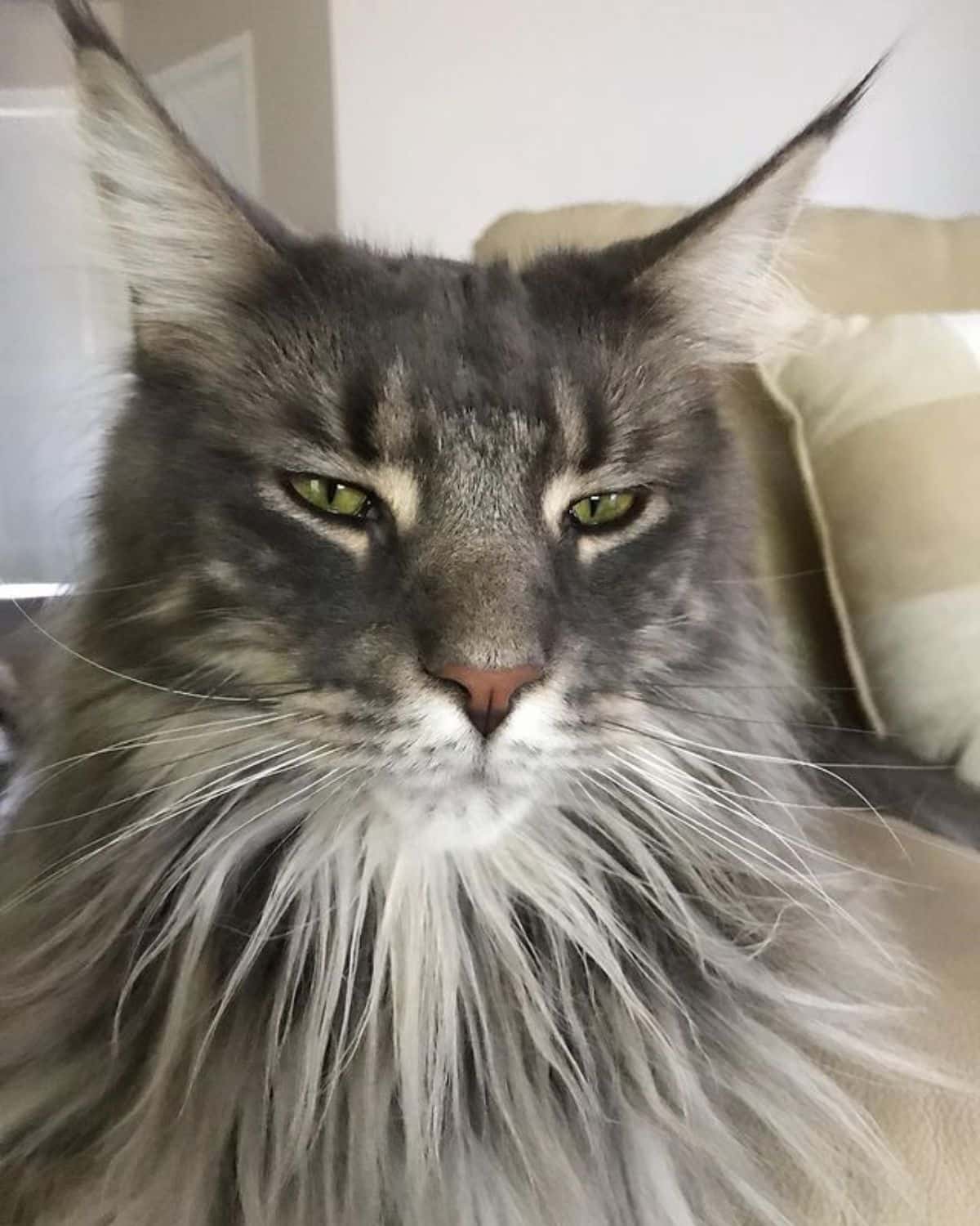 A gray fluffy maine coon with cool-looking a beard-like fur.