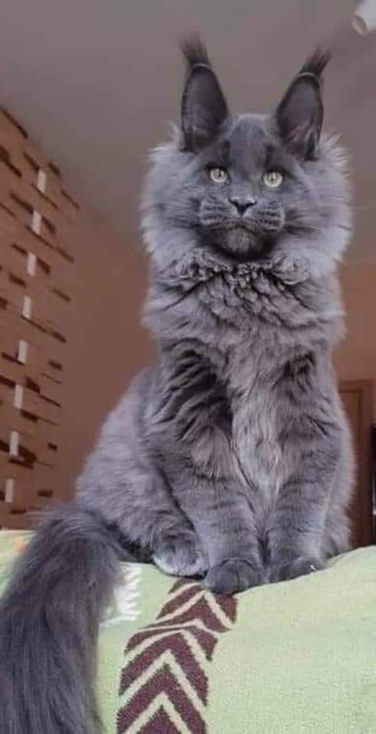 A fluffy blue maine coon sitting on the top of a couch.