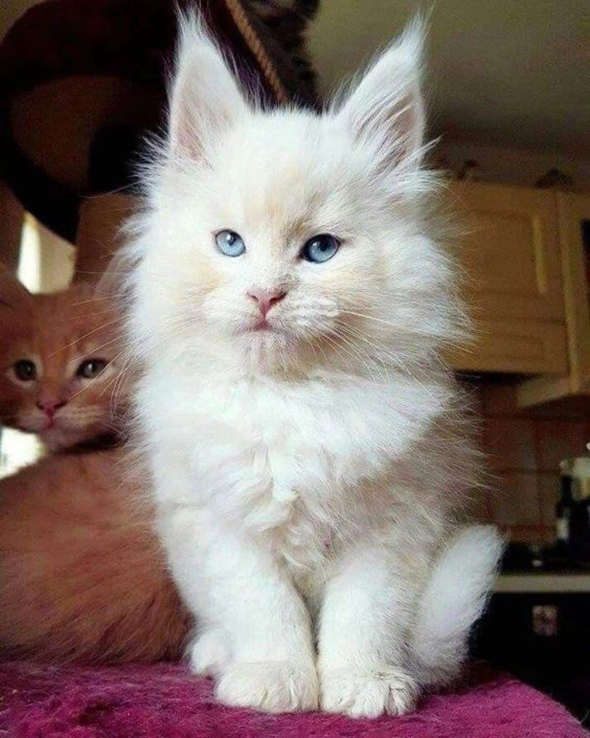 A cute fluffy cream maine coon kitten sitting on a pink blanket.