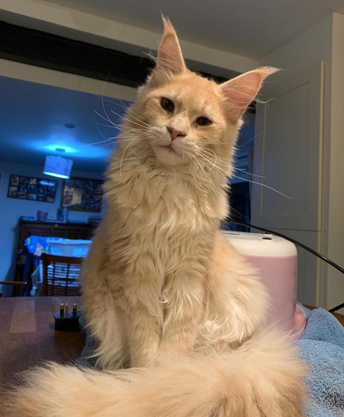 A creamy maine coon sitting on a table.
