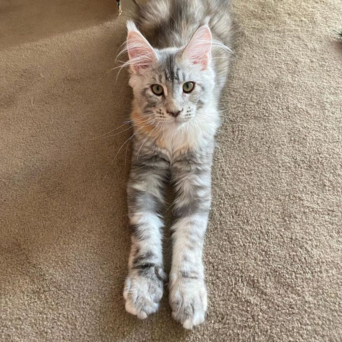 A gray-white maine coon lying on a carpet.