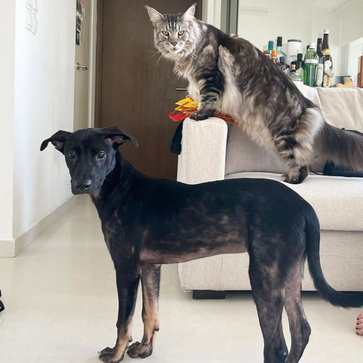 A silver maine coon standing on a couch next to a black dog.