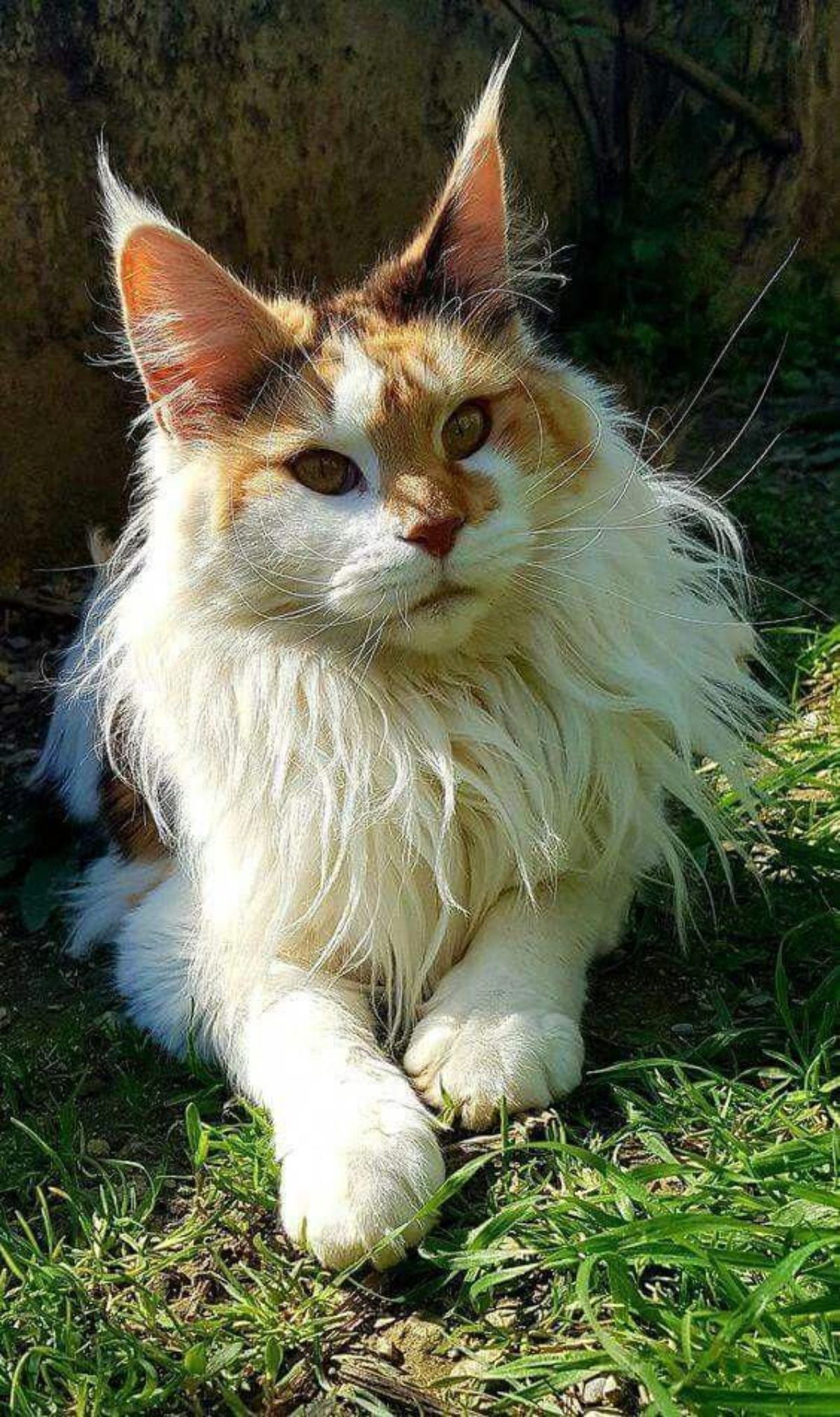 A fluffy white-brown maine coon lying on green grass.
