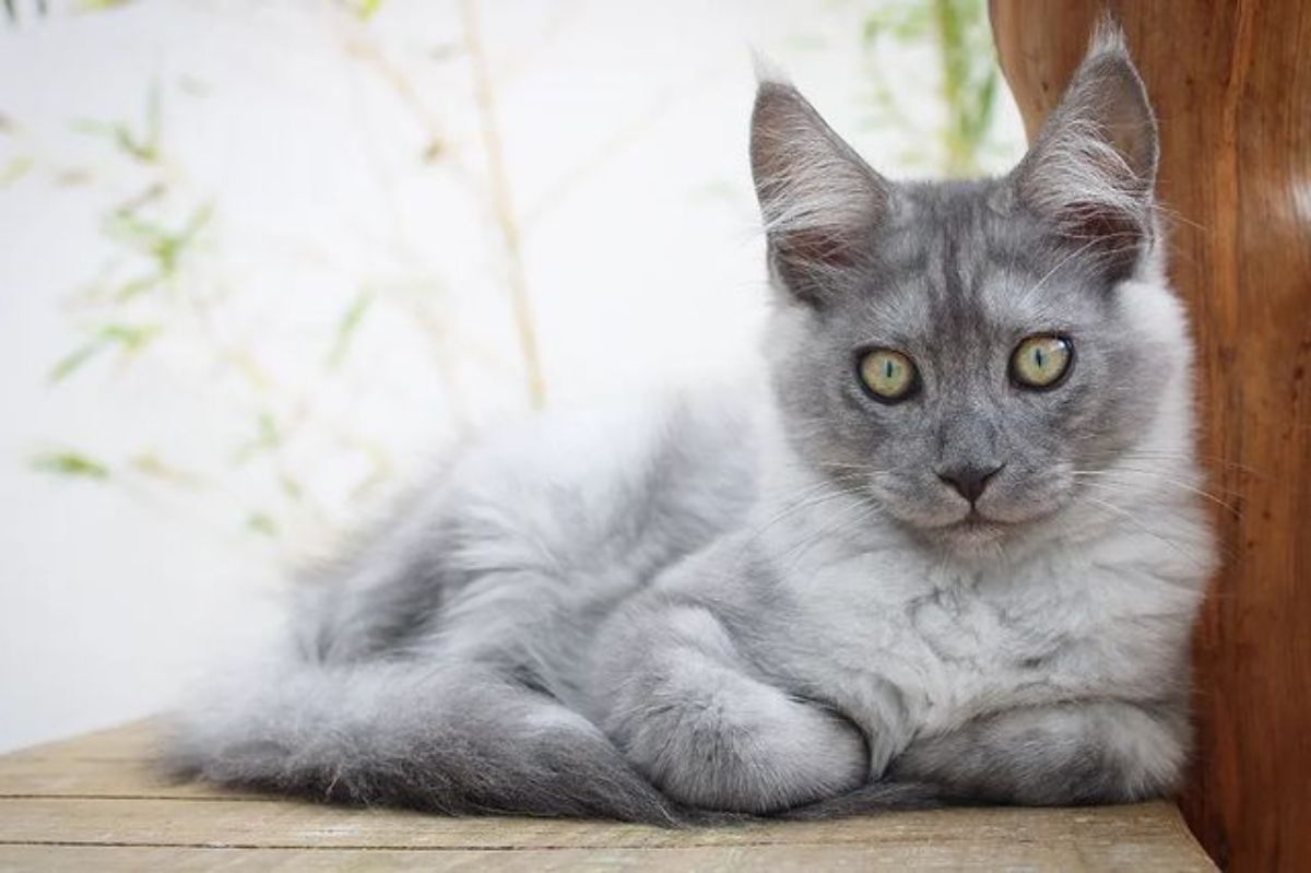 A silver maine coon lying on a cat tree.