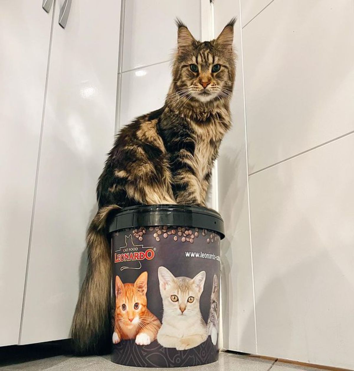 A brown maine coon sitting on a plastic package.