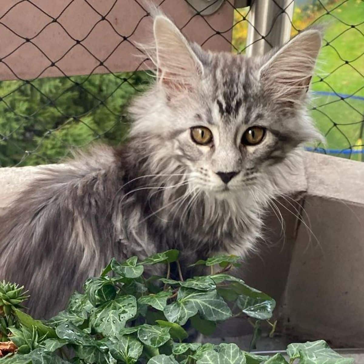 A fluffy gray maine coon kitten sitting near a plant and curbs.
