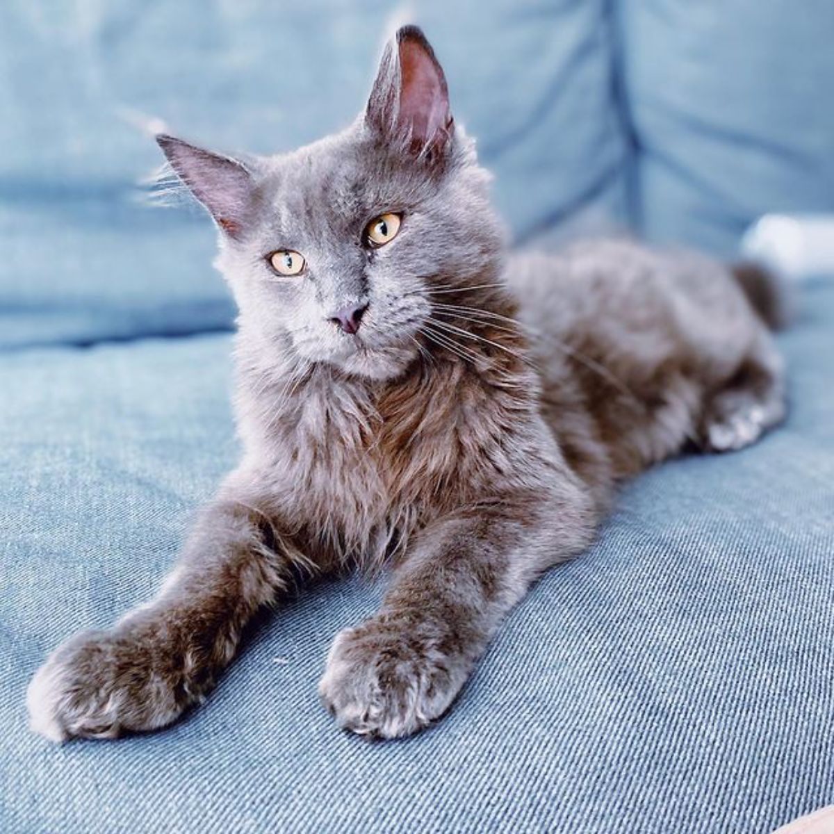 Adorable gray maine coon kitten lying on a blue couch.