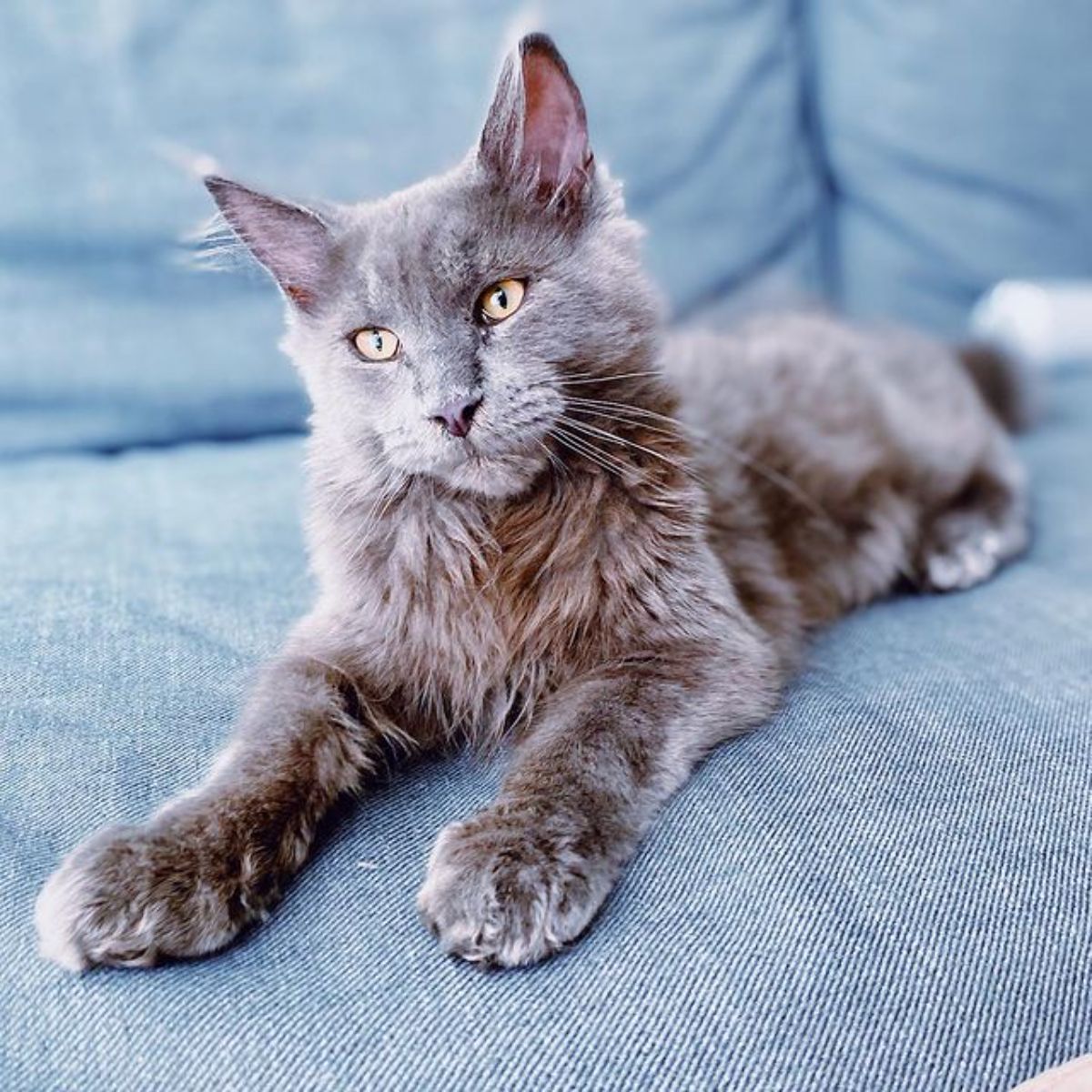 blue maine coon kittens