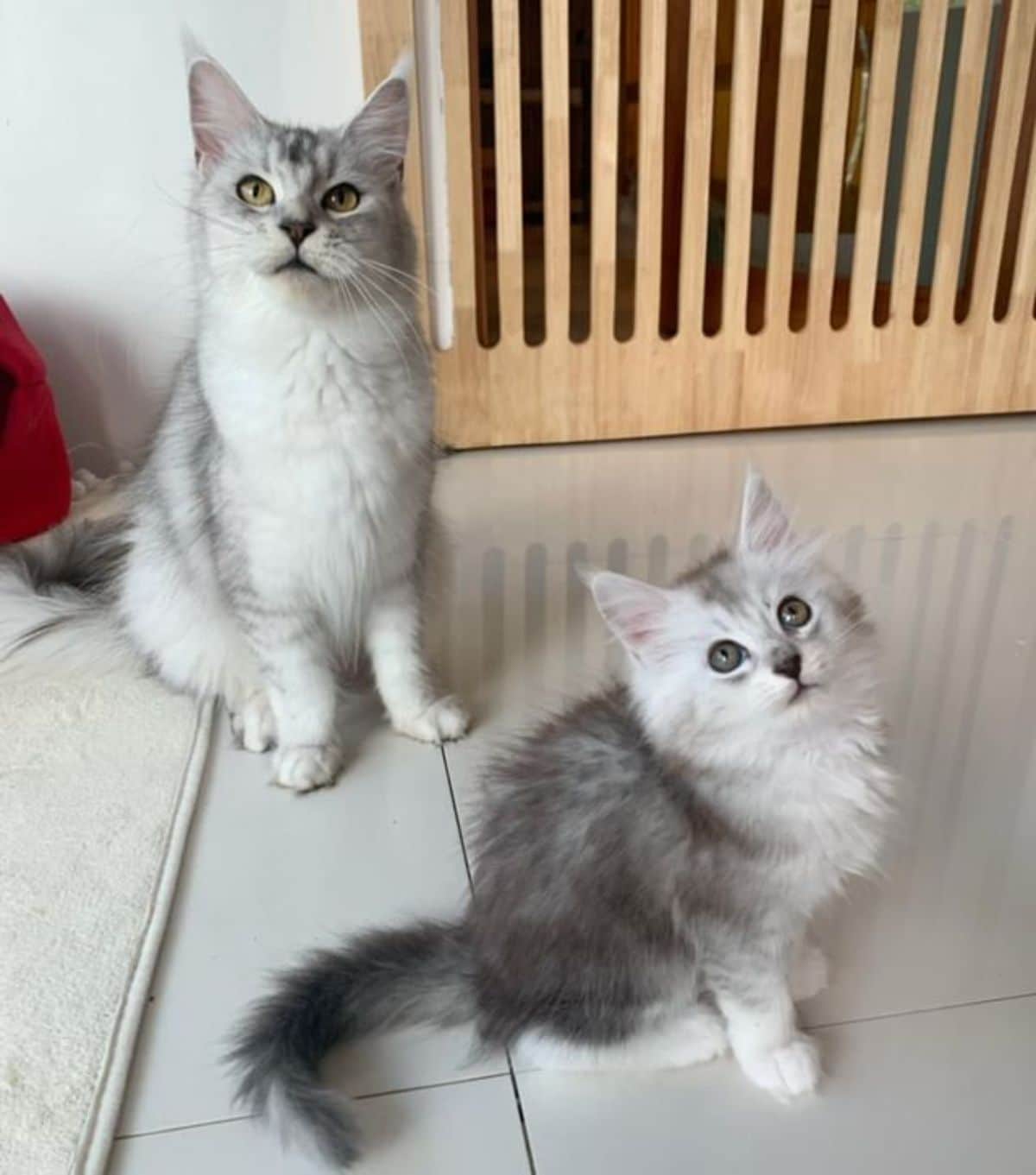 Two gray fluffy maine coon sitting on a floor.