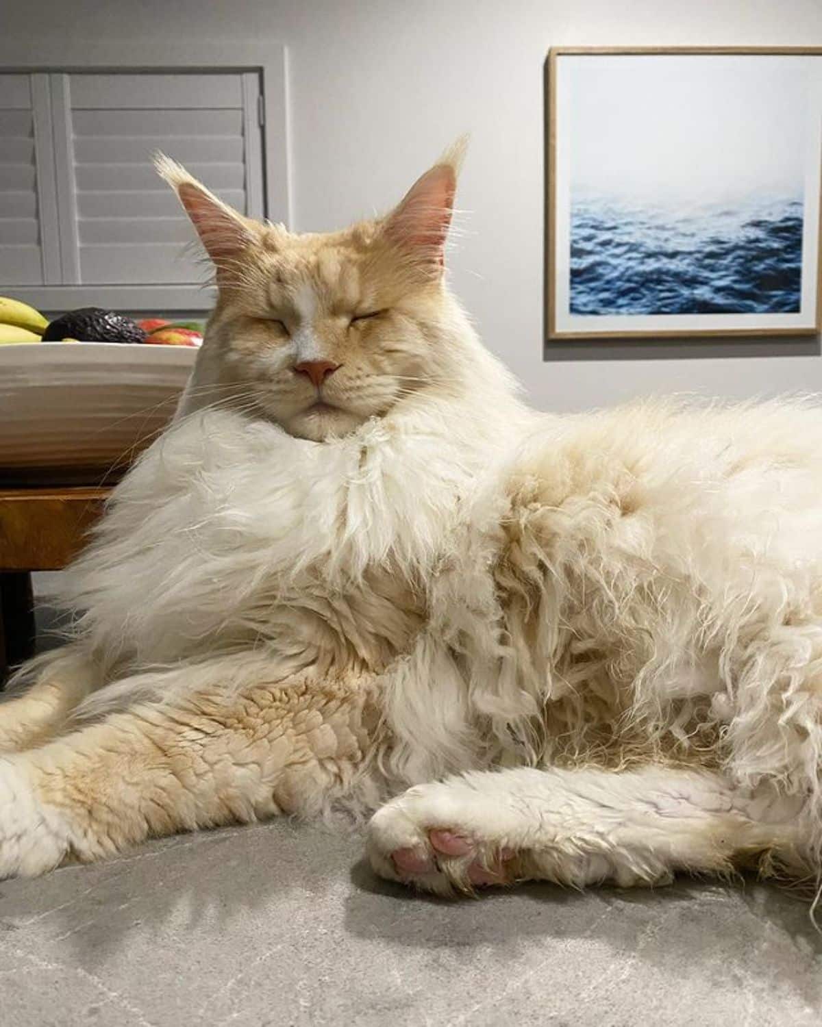 A big fluffy maine coon lying on a table.
