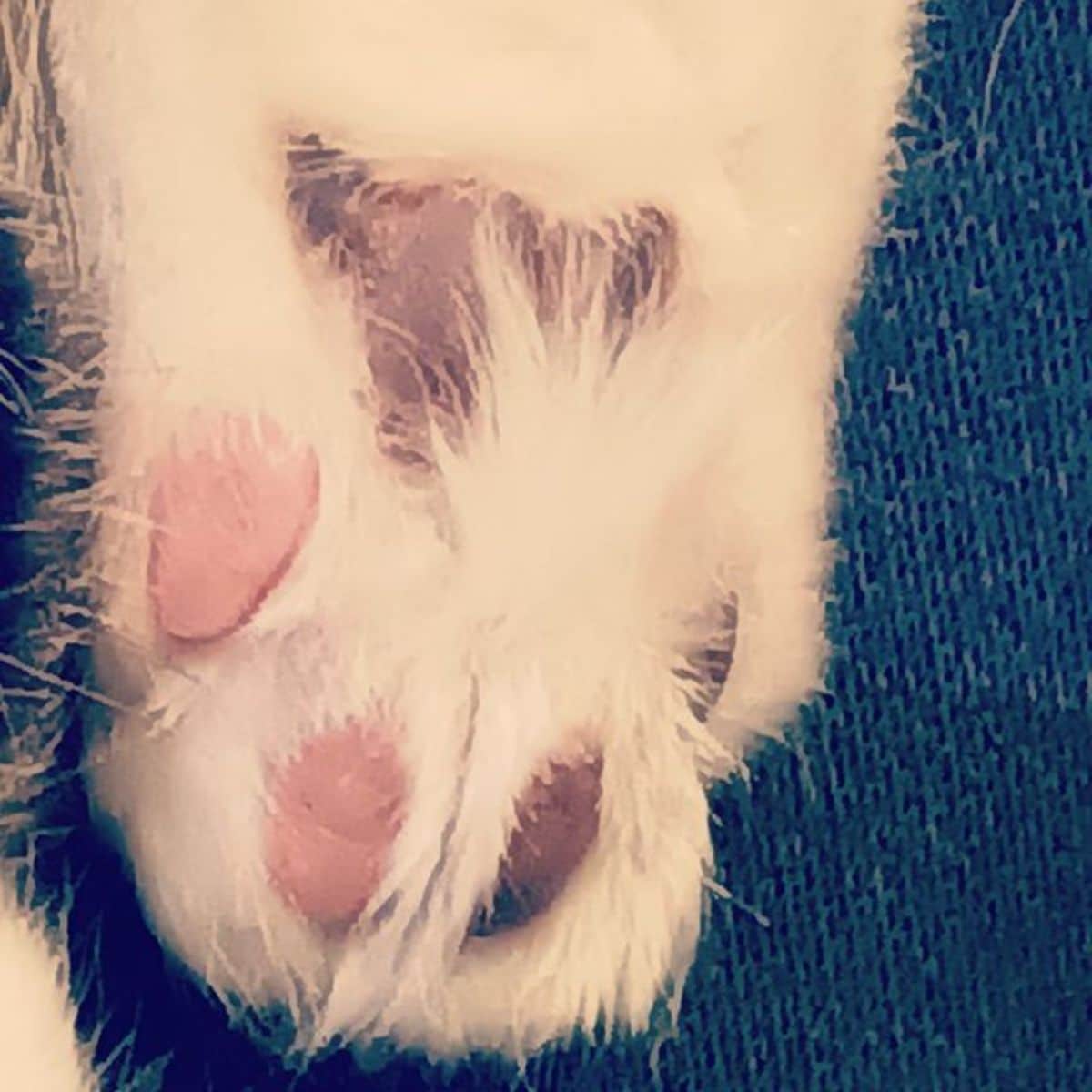 A close-up of a maine coon paw.