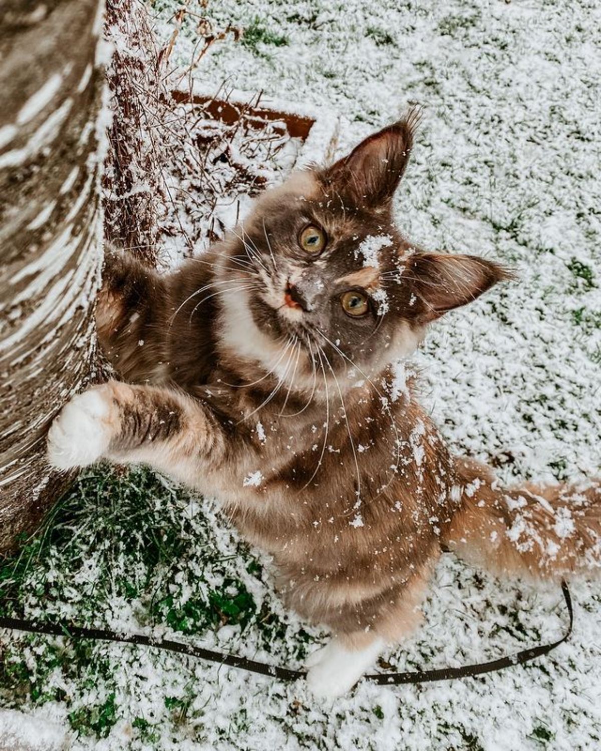 A snow-covered brown maine coon stretching its paws on a tree.