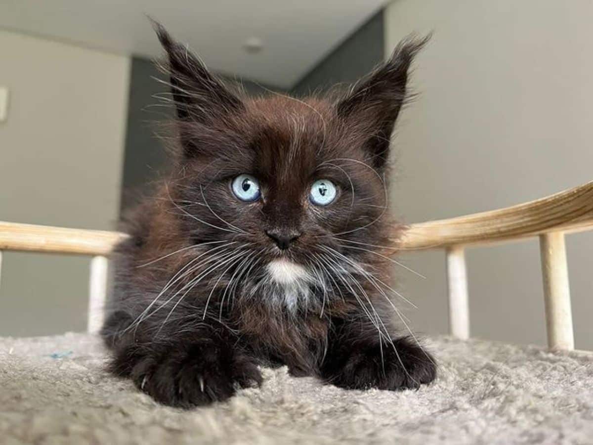 A black cute maine coon kiiten with blue eyes lying on a rug.