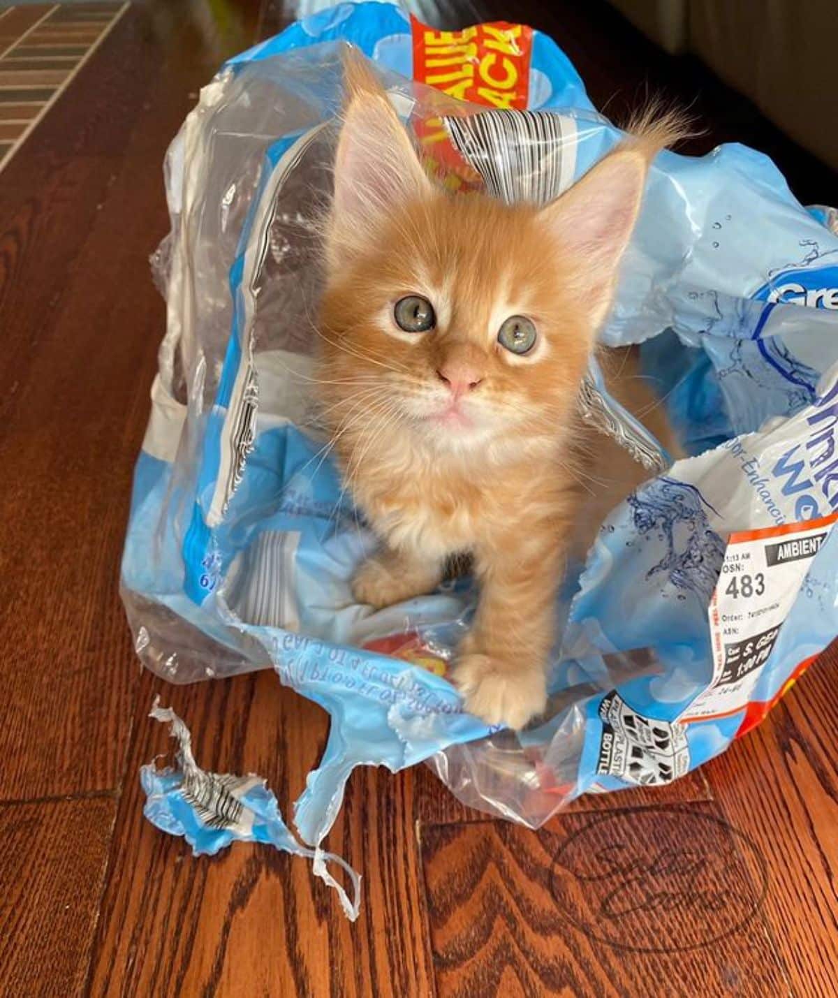 A cute ginger maine coon kitten sitting in a plastic package.