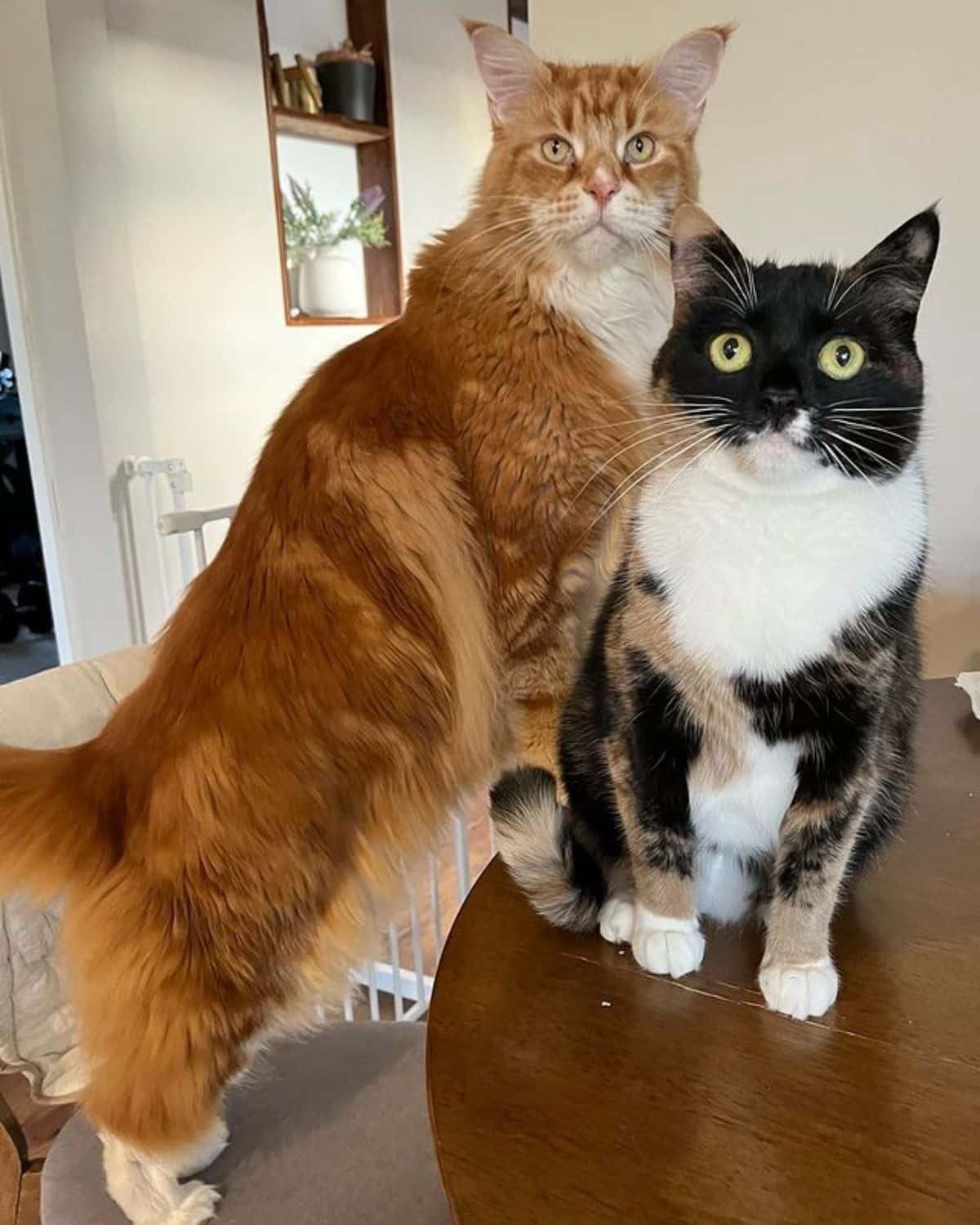 Two colorful maine coons sitting and standing on a table and on a chair.