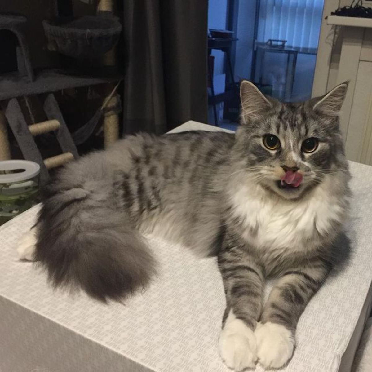 A silver maine coon with tongue out lying on a couch.