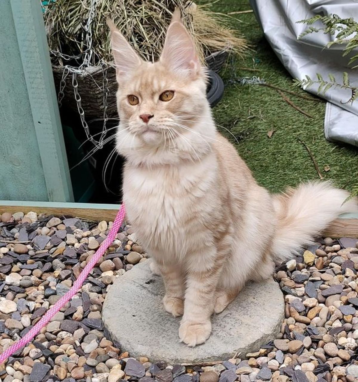 A fluffy cream maine coon sitting on a concrete slab.