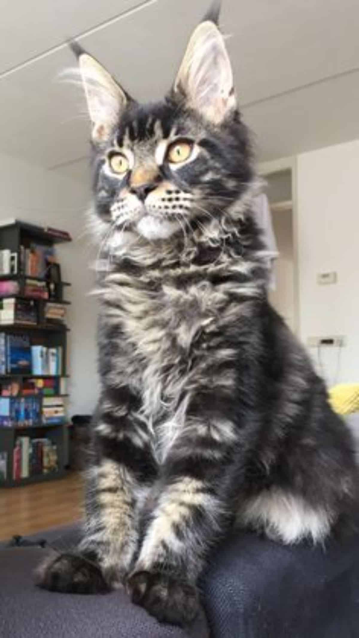 A tabby fluffy maine coon sitting on the top of a couch.
