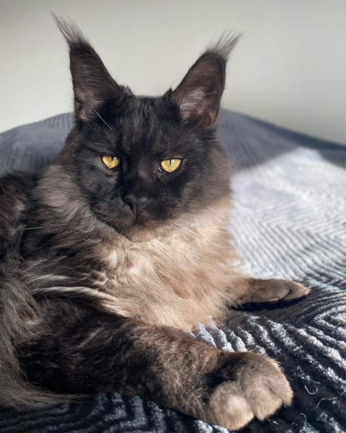 Gray maine coon with golden eyes lying on a bed.