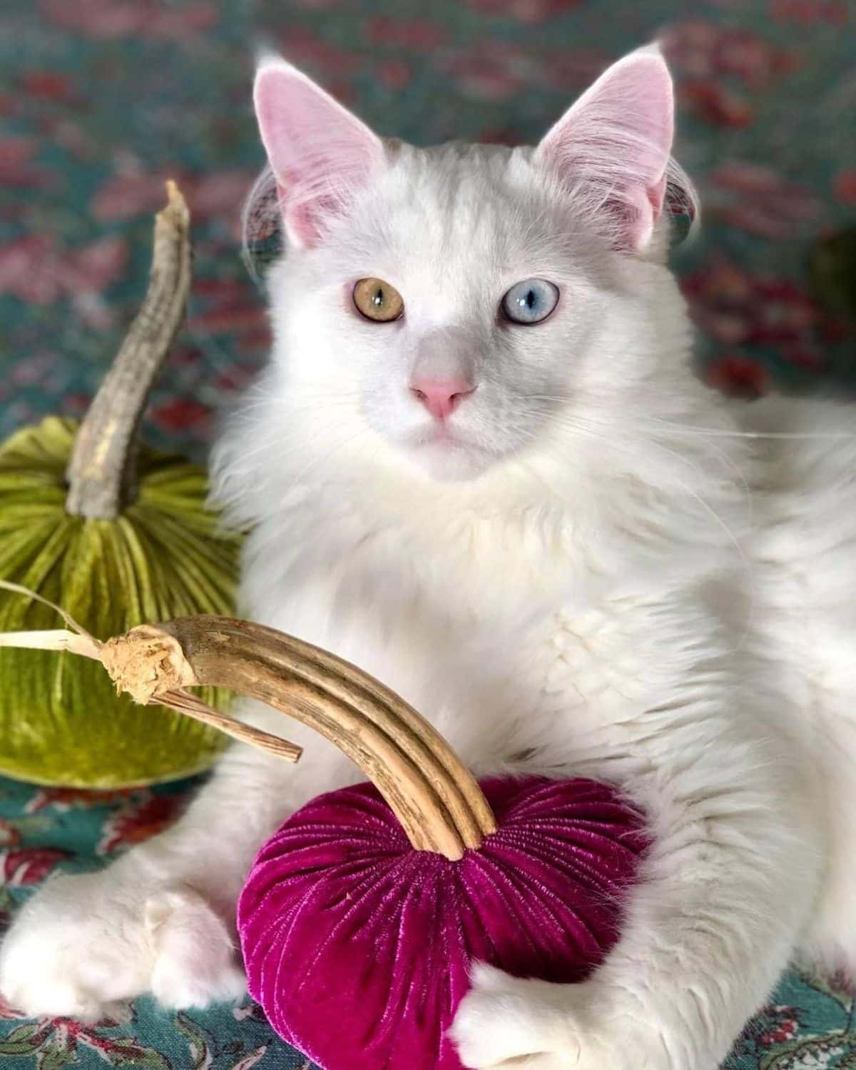 A beautiful white maine coon kitten with heterochromia.