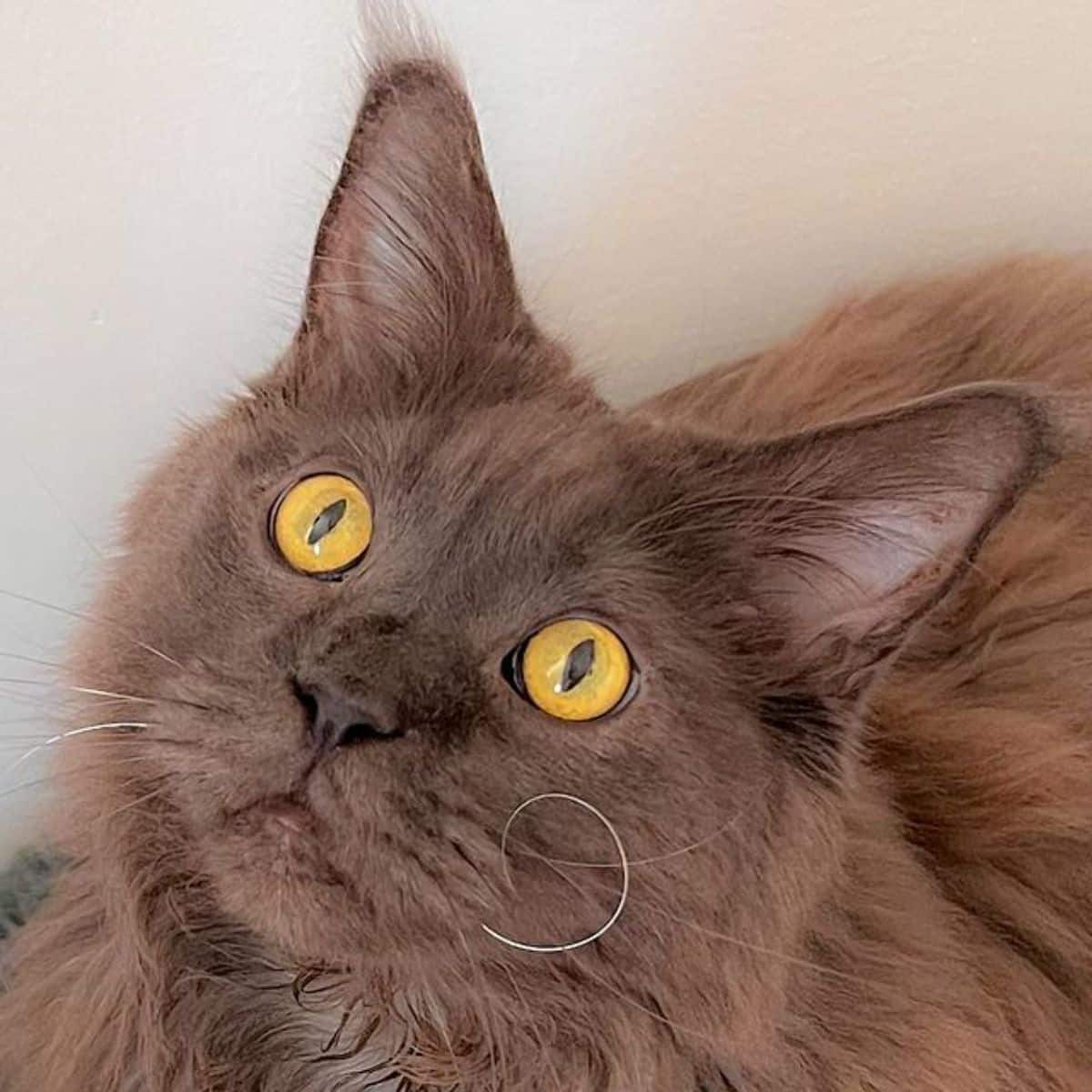 A close-up of a blue maine coon with golden eyes starring upwards.