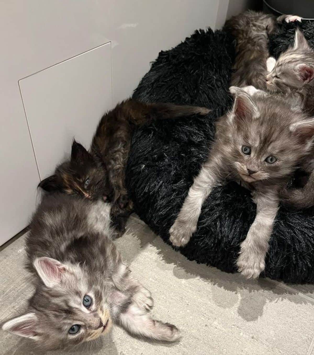 A bunch of gray maine coon kittens lying on and around a cat bed.