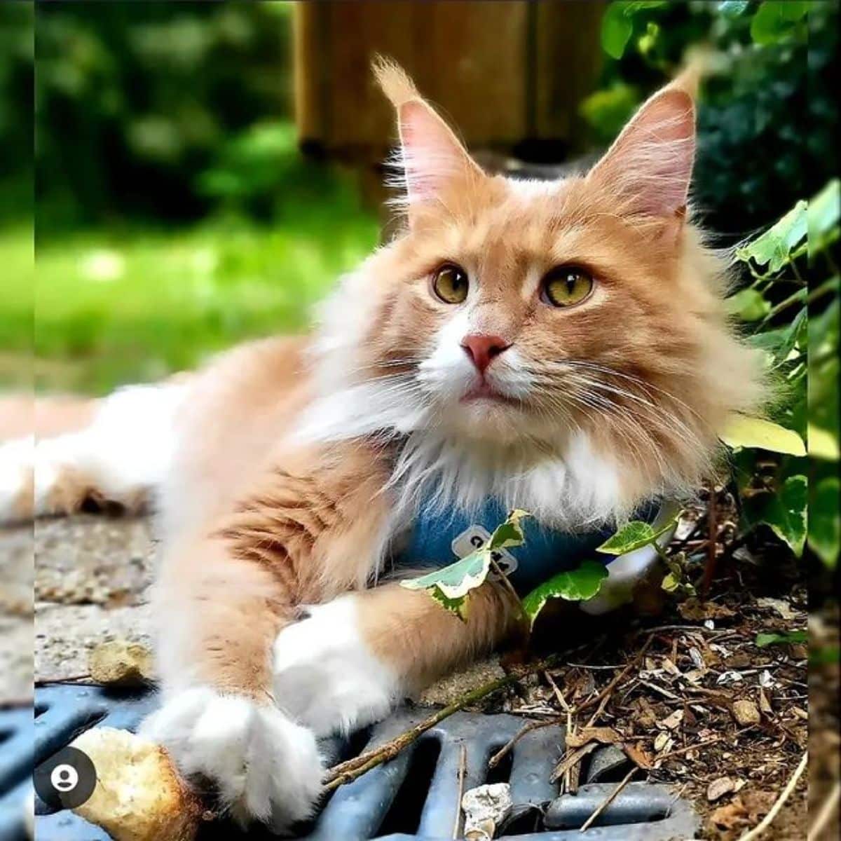 A red-white maine coon lying on the ground.