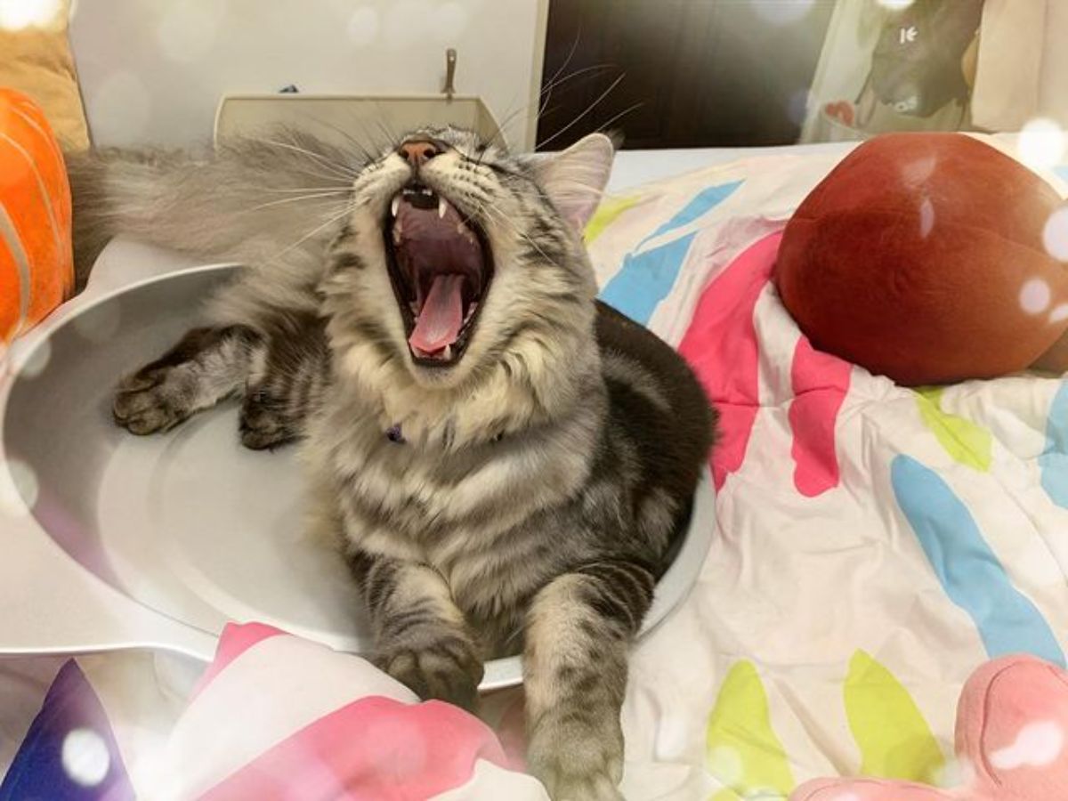A yawning silver maine coon lying on a desk.
