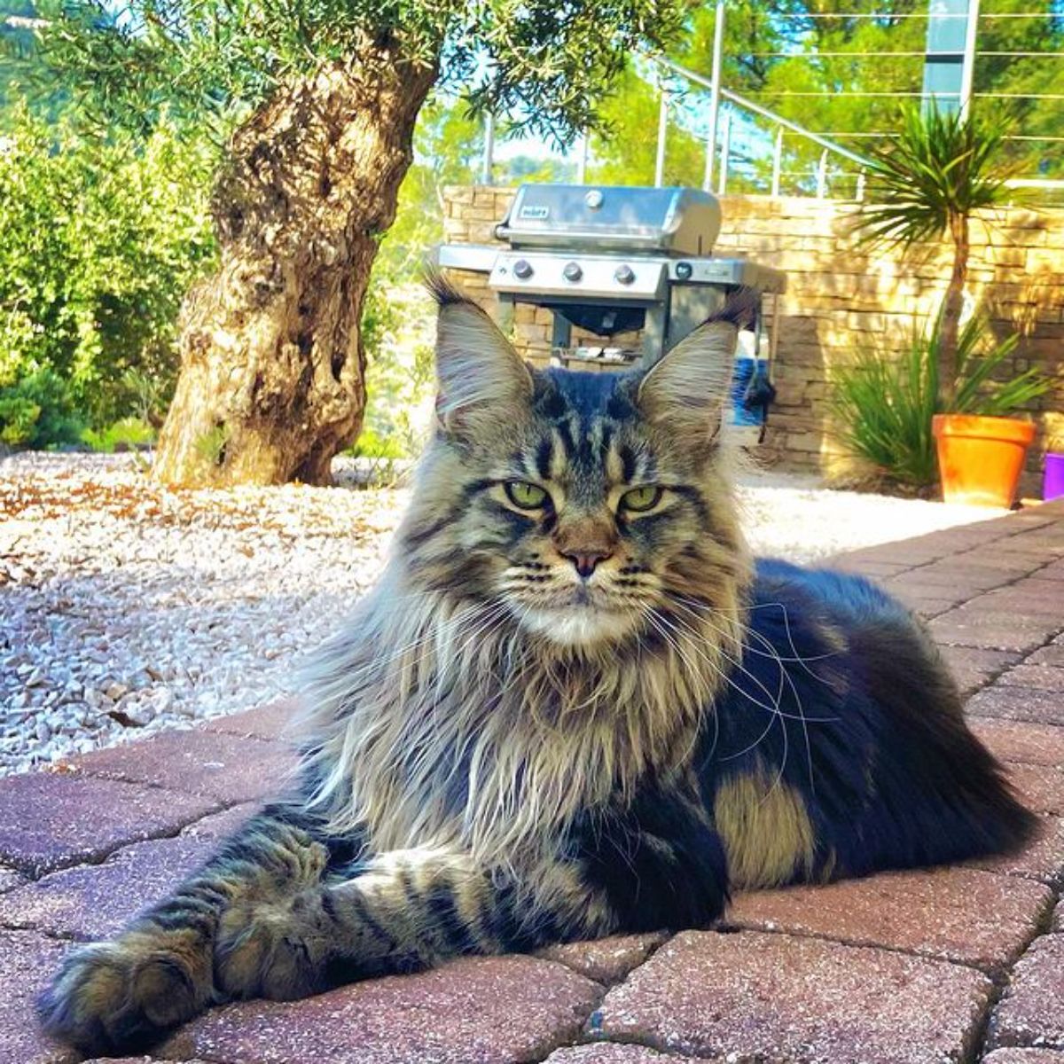A fluffy brown maine coon lying on a red pavement.