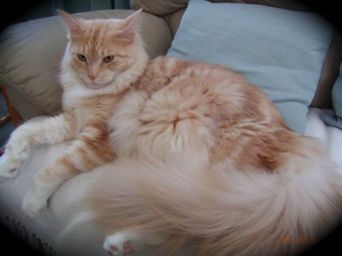 A fluffy creamy maine coon lying on a couch.