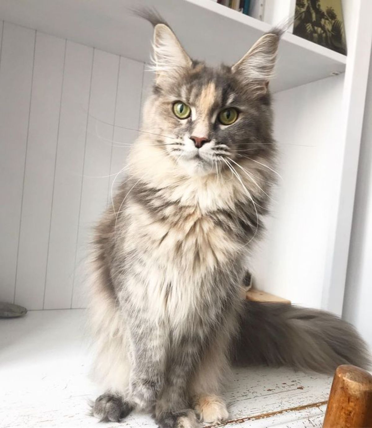 A white-gray maine coon sitting on a countertop.