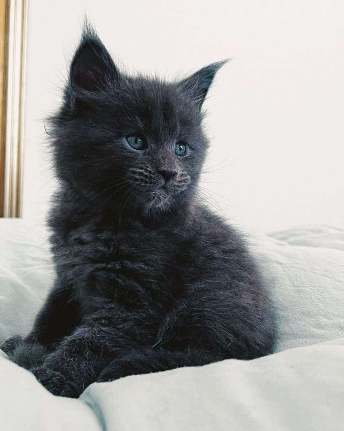A cute blue maine coon siting on a bed.