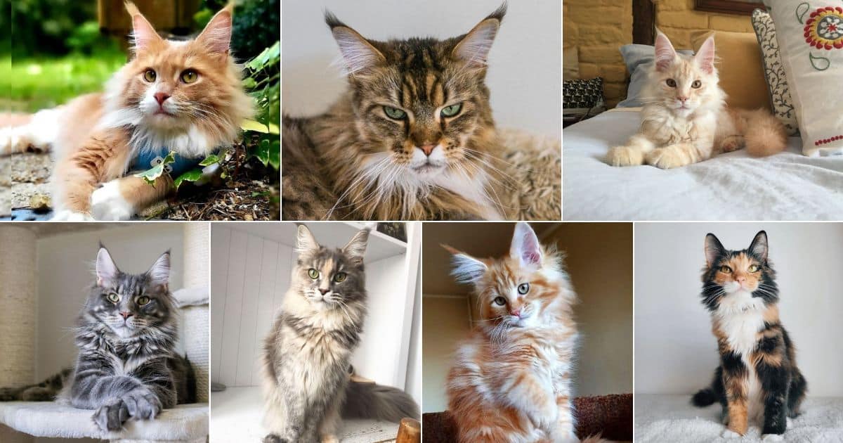 21 Cute Spotted Maine Coon Cats You'll Adore facebook image.