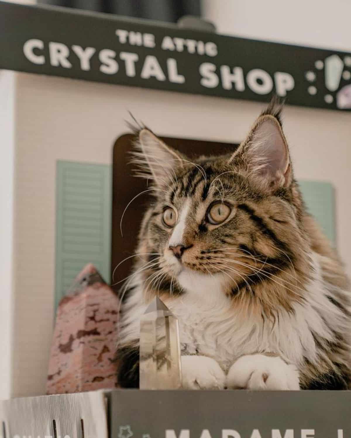 A brown-white fluffy maine coon lying in a box.